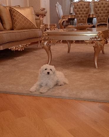 quzu satan: Maltipoo balası – ağ rəngli, kiçik ölçülü, yumşaq qıvırcıq tüklü. Ev — 2