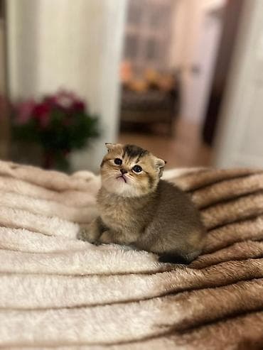 mingəcevir pişik: Brit tipli balaca pişik balaları - Cəlbedici qızılı-qəhvəyi rəng — 2