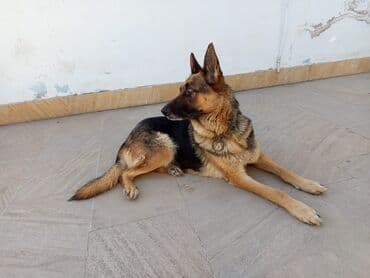 alman coban iti: Alman çoban iti, 2 il, Dişi, Ödənişli çatdırılma — 3