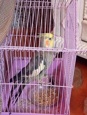 quş: Nymph paraket (cockatiel) və qəfəs dəsti - Quş növü: Nymph paraket — 1