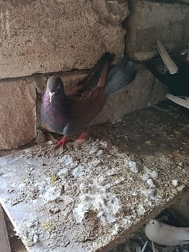 tap az heyvanlar: Kim istese maraqlana biler saglam heyvanlardi — 5