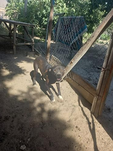 it xaski: Pitbul, 2 il, Erkek, Ünvandan götürmə — 5