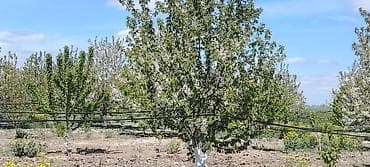 ucuz taxta: Məhsul: Meyvə bağı (intensiv tipli) Təsvir: - Çoxillik meyvə ağacları — 6