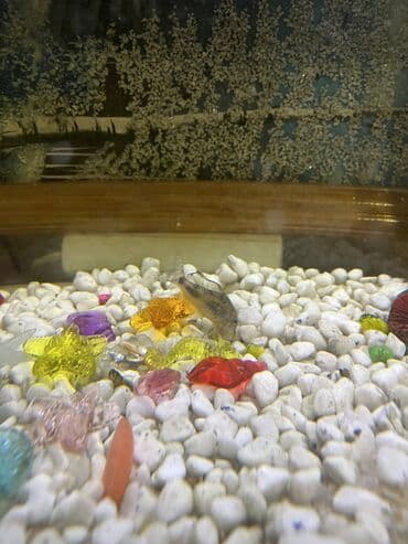 Грызуны: Akvaryum komplekti İçində 2 ədəd pilesos balıqla birlikdə satılır — 9