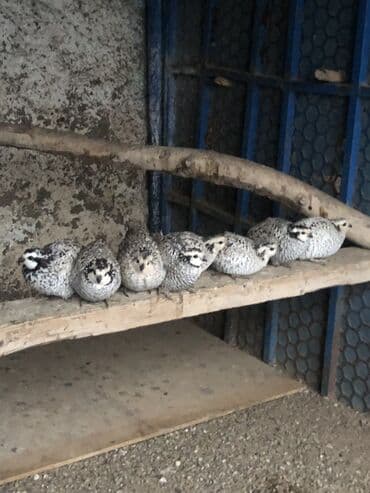 Inəklər, öküzlər: Buvaid. Bildircin cutu 80 azn — 1