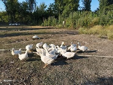 heyvanlar quslar: Ağ Pekin ördəkləri – təsərrüfat üçün məhsuldar sürü - Növ: Ağ — 2