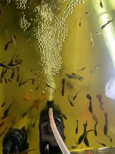 шиншилла кошка цена: Гуппи, Мирные — 2