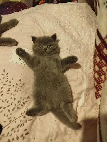 pisik sekileri: Şotland — 6