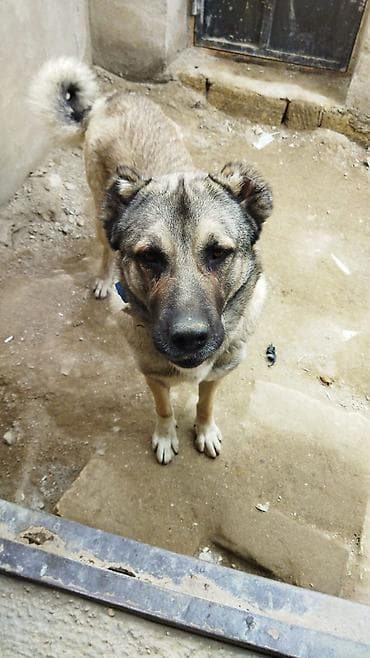 ev iti ucuz: Alabay, 1 il, Erkek, Peyvəndli, Ünvandan götürmə — 1