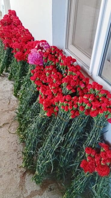 Qərənfil gülünün topdan və pərakəndə satışı mövcuddur öz isti lalafo.az -da Qərənfil gülünün topdan və pərakəndə satışı mövcuddur öz isti