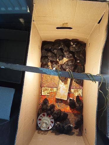 toyuq: Toyuq cücələri, Damazlıq — 3