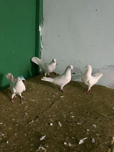 сколько стоят собаки: Temz heyvanlardi ucuwdarda var — 4