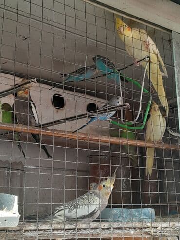 babil quşu: Korella 40 azn
valnitsi 10 azn — 7