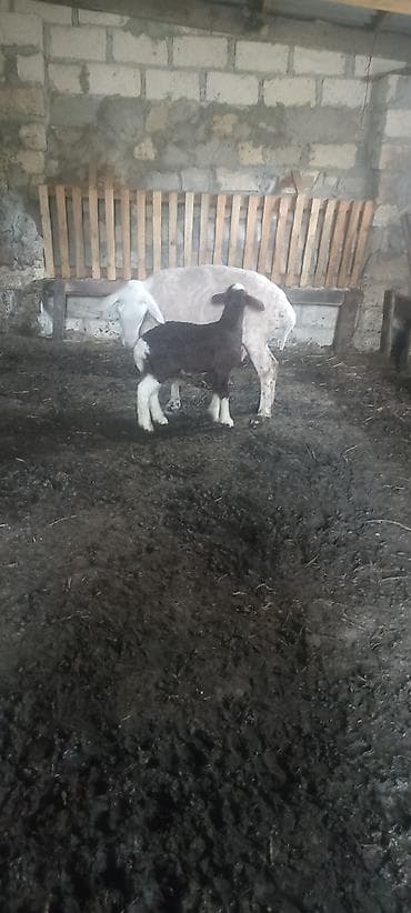 keci satışı: Tam sağlam heyvanlardı bala dişidi 10 günlükdü qoyunun dişləri hamsı — 2