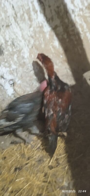 qoyun satisi tap.az: Xoruz, il: 1, Ünvandan götürmə — 4