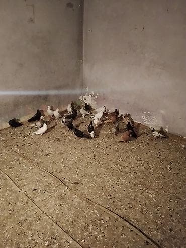 goyerci: Salam opşu 26 quşdu hamsi 140 manat Relyal alciya endrim edəcəm ünvan — 2