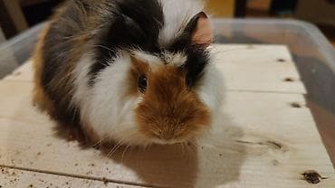 Gəmiricilər: Trikolor uzun tüklü dəniz donuzu (guinea pig) Parodası "Shiba" - — 6