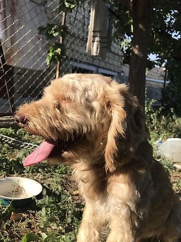 heyet it: Pudel, 1 il, Erkək, Peyvəndli, Ünvandan götürmə — 1