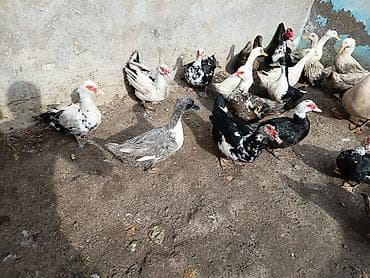 Собаки: Lal ördekler ve dili ördekler satilir ünvan müsfiq — 6