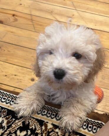 it balasi per page 99: Pudel, 2 ay, Erkek, Peyvəndli, Pulsuz çatdırılma — 7