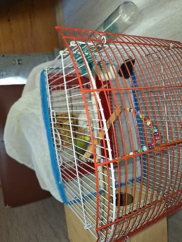 qurd satisi: Xarice gediyimiz ucun satilir baxanimiz olmqdiginanDalğalı tutuquşular — 4