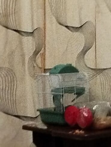 Kiçik heyvan qəfəsi - Növ: Kiçik gəmiricilər üçün qəfəs (xamyak