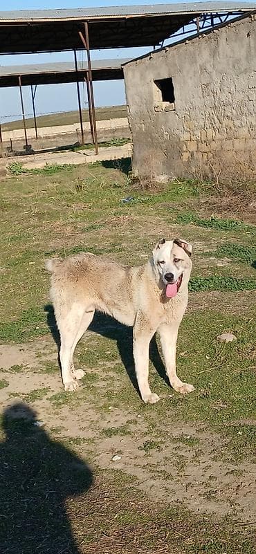 İtlər: Qurdbasar, 11 ay, Erkek — 7