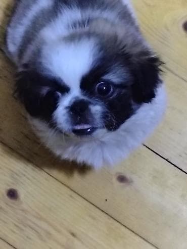 Pekines, 2 ay, Erkek, Peyvəndli, Ödənişli çatdırılma, Pulsuz çatdırılma — 5