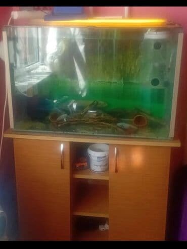 xacmaz heyvan bazari: Akvaryum komplekti – şkaflı Salam SATILIR AKVARIUM WKAFLA BIRLIKDE — 1