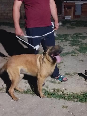 itler sekilleri: Belçika çoban iti, 2 il, Dişi — 2