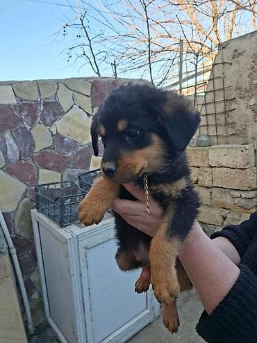 itlerin sekisi: Rotveyler, 2 ay — 5