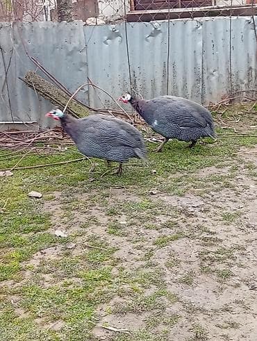 amerika devequsu haqqinda melumat: 1erkey 2fere satilir unvan Şamaxi,yaxin yerlere gondermey — 2