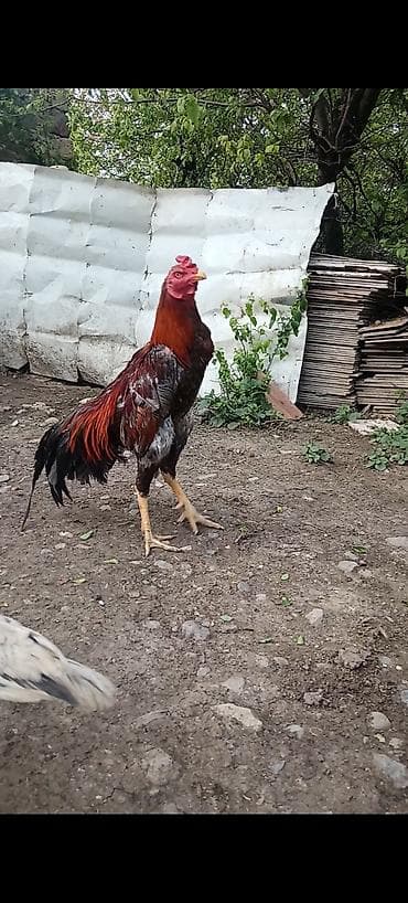 heyreti gence: Cins şamo 1 yaw 6 aylıq çox hündür boyu gözəlliyi var doyuwu də — 1
