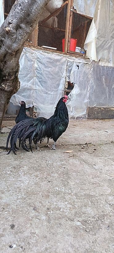 Məhsul: Sumatra tək xoruz qoşa mahmız, istəyən goruntulu yıgıb baxa at lalafo.az Məhsul: Sumatra tək xoruz qoşa mahmız, istəyən goruntulu yıgıb baxa