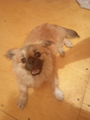 pişik ev: Pekines — 5