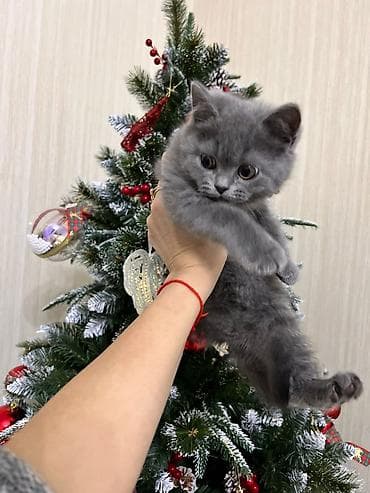 pişik sortları: Britan — 4