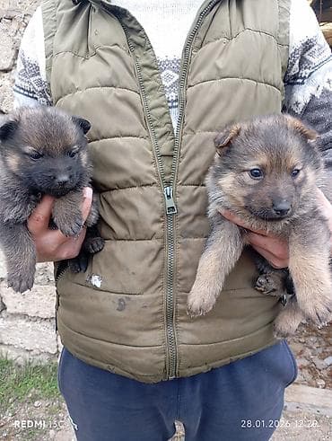 Gəmiricilər: 1 ay, Peyvəndli — 4