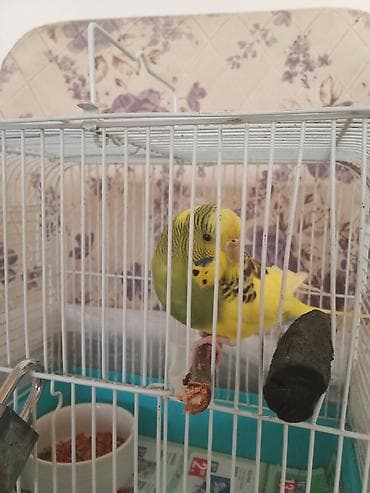 Tutuquşu 1 quş qəfəs aksessuarlari ilə birlikdə 25m . 2 qus qefes