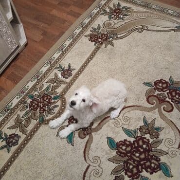 пудель в добрые руки: Мальтийская болонка, 4 месяца, Самка — 4