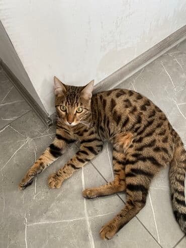 bengal pişiyi: Erkək, Cütləşmə üçün, Ünvandan götürmə — 1