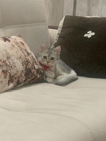 Akvariumlar: Şinşilla, Dişi, Yaxşı əllərə, Ünvandan götürmə — 2