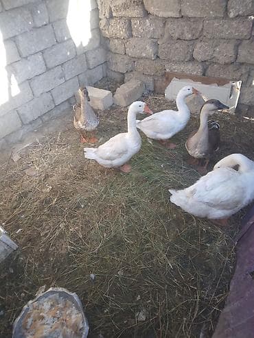 hind quslari: Satılır: ördək və qaz balaları boyuklerde var qaz bala 8 azn lal 4 azn — 6