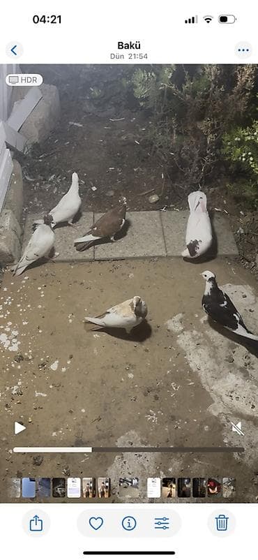 quslar: Salam Qirmizi boynu gullu ag bas kekilli tulmadi qalanlari balalari — 2