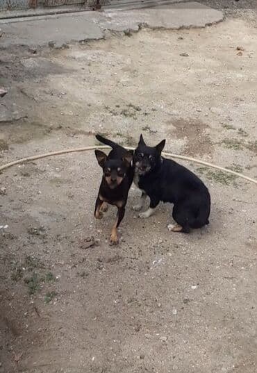 Собаки: 3 годa, Самец, С прививками, Самовывоз — 1