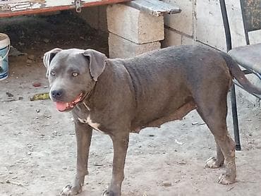 damazlıq heyvanların satışı: Pitbul, 8 il, Dişi, Ödənişli çatdırılma — 1