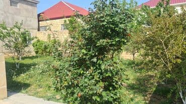 çıxarış nədir: 3 otaqlı, 170 kv. m, Kredit yoxdur, Yeni təmirli — 17