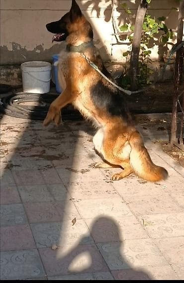 Alman çoban iti, 11 ay, Dişi