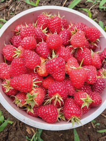 qeyri adi tort sekilleri: Məhsul: Təzə moruq (bağdan yığılmış) Təsvir: - Şirin, ətirli və — 1