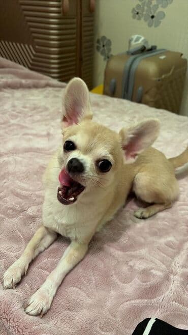 İtlər: Çixuahua — 4