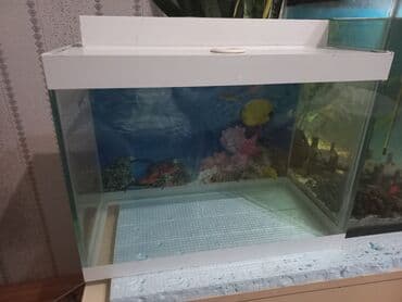 akvarium xırda balığı: Balaca akvarium satılır, 24lt Uzunluq 40sm Eni 20 sm Hündürlüyü 30 sm — 5